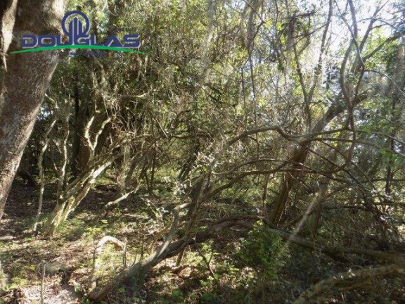 Imagem Chácara à Venda, 20.000 m² em águas Claras - Viamão Imagem Chácara à Venda, 20.000 m² em águas Claras - Viamão