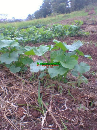 Imagem Terreno à Venda, 500 m² em Santa Cecília 2 - São José Dos Campos Imagem Terreno à Venda, 500 m² em Santa Cecília 2 - São José Dos Campos