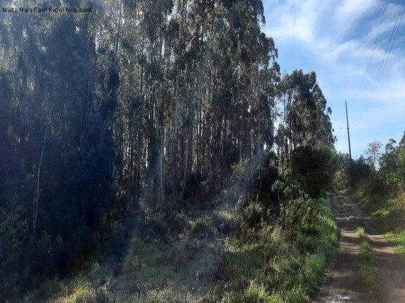 Imagem Terreno à Venda, 1 m² em Br 116 - Nova Petrópolis Imagem Terreno à Venda, 1 m² em Br 116 - Nova Petrópolis