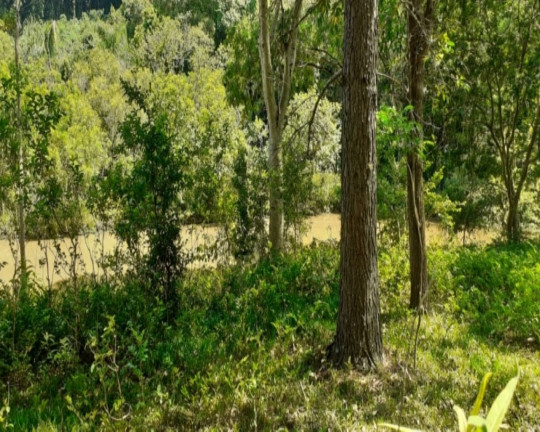 Imagem Imóvel com 1 Quarto à Venda,  em Vila Rica - Presidente Lucena