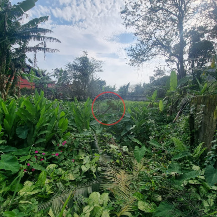 Imagem Terreno à Venda, 1.000 m² em Boiçucanga - São Sebastião Imagem Terreno à Venda, 1.000 m² em Boiçucanga - São Sebastião