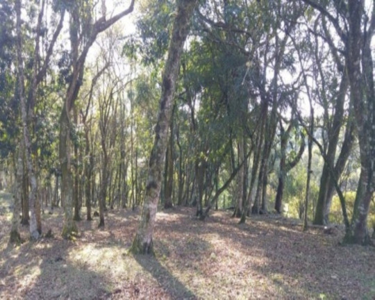 Imagem Imóvel com 2 Quartos à Venda, 110 m² em Fazenda Pirajá - Nova Petrópolis