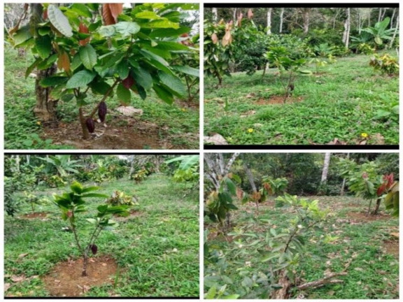 Imagem Fazenda à Venda, 139.000 m² em Jardim Savóia - Ilhéus Imagem Fazenda à Venda, 139.000 m² em Jardim Savóia - Ilhéus