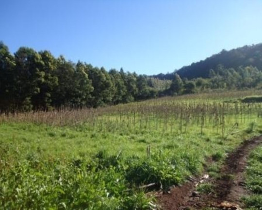 Imagem Terreno à Venda, 5 m² em Linha Nova - Linha Nova Imagem Terreno à Venda, 5 m² em Linha Nova - Linha Nova