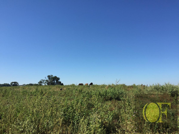 Imagem Fazenda à Venda, 27 m² em Avare - Avaré