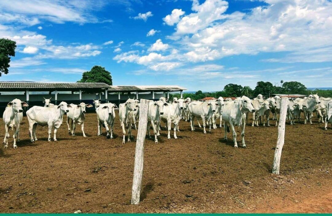 Imagem Fazenda à Venda, 1 m² em Centro - Formosa Imagem Fazenda à Venda, 1 m² em Centro - Formosa