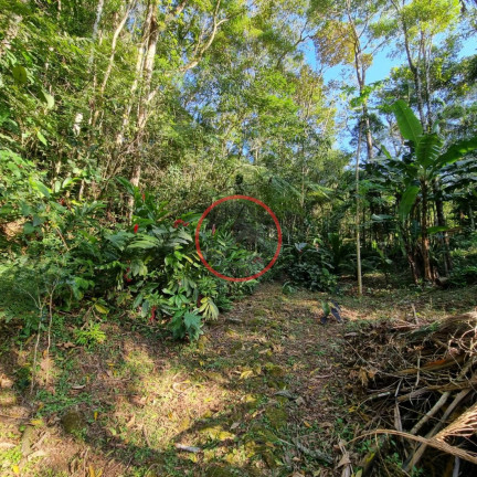 Imagem Terreno à Venda, 400 m² em Boiçucanga - São Sebastião Imagem Terreno à Venda, 400 m² em Boiçucanga - São Sebastião