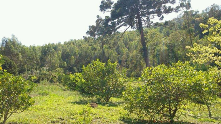Chácara com 7 Quartos à Venda, 13.000 m² em Portão - Atibaia
