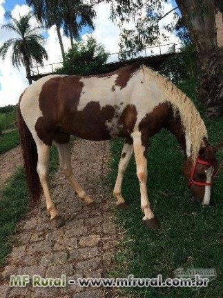 Imagem Fazenda à Venda, 28.000 m² em Joaquim Egídio - Campinas Imagem Fazenda à Venda, 28.000 m² em Joaquim Egídio - Campinas