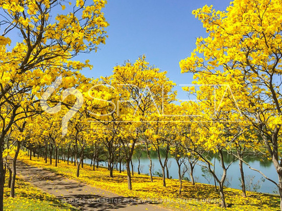 Imagem Terreno à Venda, 3.181 m² em Quinta Da Baroneza - Bragança Paulista Imagem Terreno à Venda, 3.181 m² em Quinta Da Baroneza - Bragança Paulista