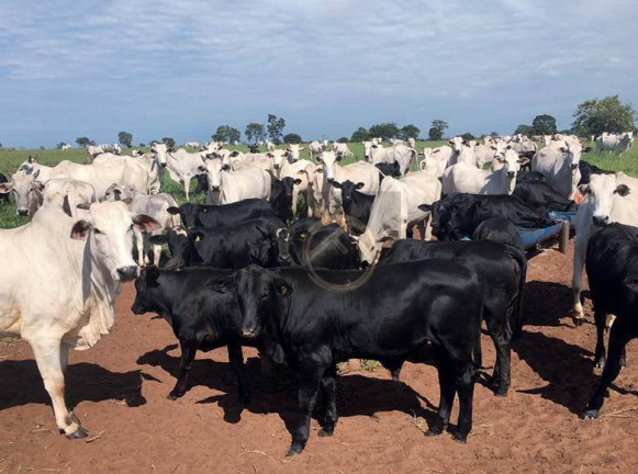Imagem Fazenda à Venda, 24.200.000 m² em Centro - Douradina Imagem Fazenda à Venda, 24.200.000 m² em Centro - Douradina