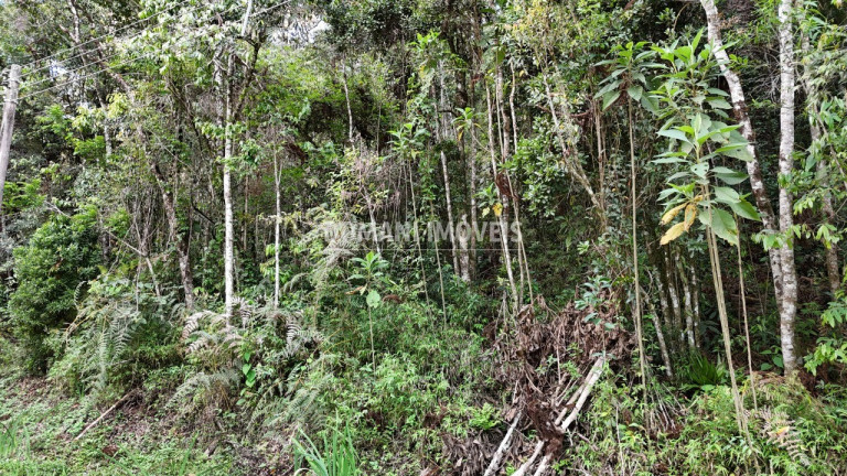 Imagem Terreno à Venda, 1.030 m² em Região Do Parque Pedra Do Baú - Campos Do Jordão Imagem Terreno à Venda, 1.030 m² em Região Do Parque Pedra Do Baú - Campos Do Jordão