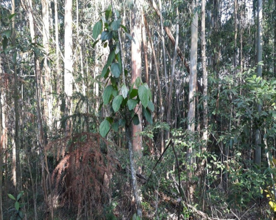 Imagem Imóvel à Venda, em Linha Olinda - Nova Petrópolis Imagem Imóvel à Venda, em Linha Olinda - Nova Petrópolis