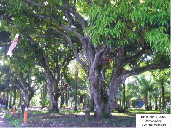 Imagem Casa com 8 Quartos à Venda, 50.000 m² em Tapuia - Camamu