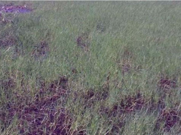 Imagem Fazenda à Venda, 200 m² em Zona Rural - Pilão Arcado Imagem Fazenda à Venda, 200 m² em Zona Rural - Pilão Arcado