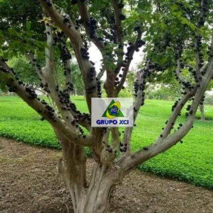 Imagem Fazenda à Venda, 363.000 m² em Vila Arruda - Itapetininga Imagem Fazenda à Venda, 363.000 m² em Vila Arruda - Itapetininga