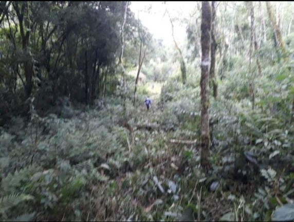 Imagem Chácara à Venda, 1 m² em Colônia Balbino Cunha - Campo Largo Imagem Chácara à Venda, 1 m² em Colônia Balbino Cunha - Campo Largo