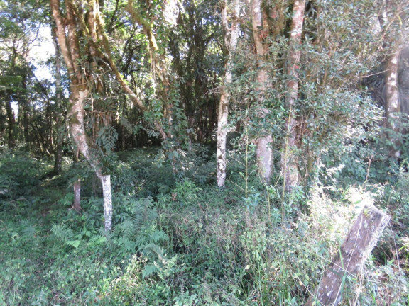 Imagem Terreno à Venda, 36.260 m² em Colonia Murici - São José Dos Pinhais Imagem Terreno à Venda, 36.260 m² em Colonia Murici - São José Dos Pinhais