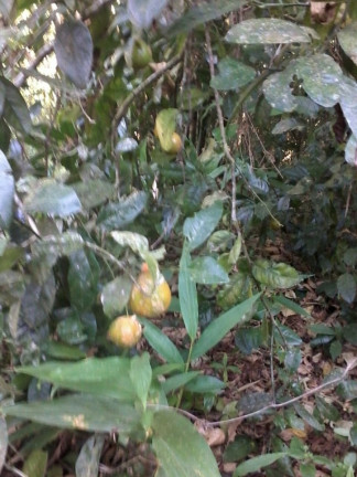 Imagem Terreno à Venda, em Itariri Imagem Terreno à Venda, em Itariri