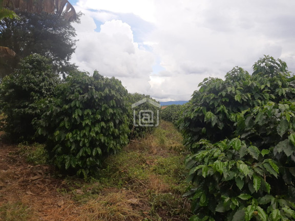 Imagem Imóvel à Venda, 30.000 m² em Conceição (rural) - Palmeiral Imagem Imóvel à Venda, 30.000 m² em Conceição (rural) - Palmeiral