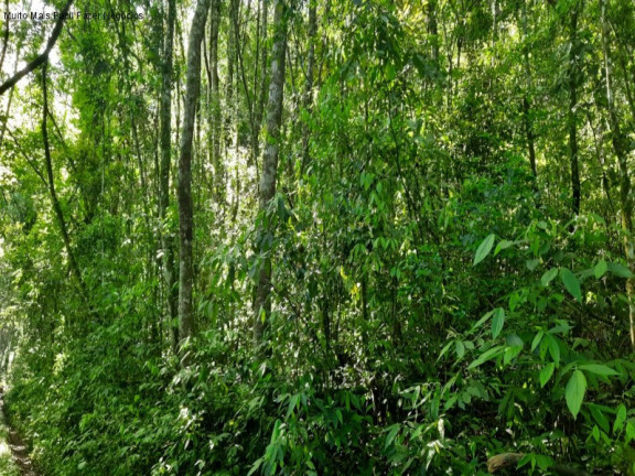 Imagem Terreno à Venda, 3 m² em São Jacó - Nova Petrópolis Imagem Terreno à Venda, 3 m² em São Jacó - Nova Petrópolis