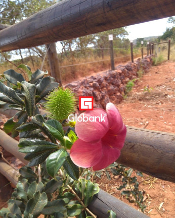Imagem Imóvel com 2 Quartos à Venda, 2.750 m² em Bocaiuva - Montes Claros