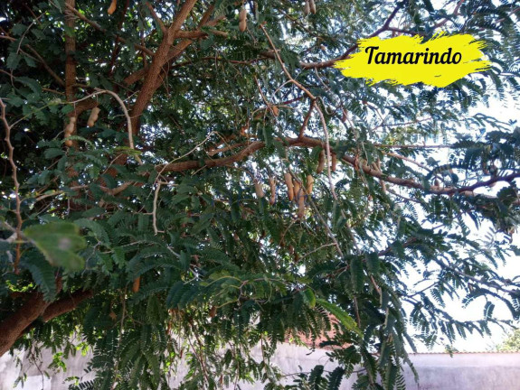 Imagem Terreno à Venda, 250 m² em Jardim Limoeiro - Pirassununga