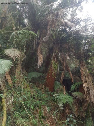 Imagem Imóvel com 2 Quartos à Venda, 110 m² em Distrito De Fazenda Santana - Cambará Do Sul