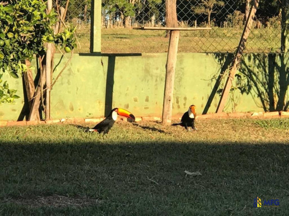 Imagem Fazenda à Venda, 5 m² em área Rural - Avaré Imagem Fazenda à Venda, 5 m² em área Rural - Avaré