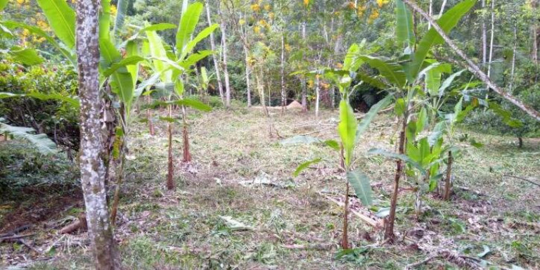 Imagem Terreno à Venda, 3.500 m² em Cambuca - Ubatuba Imagem Terreno à Venda, 3.500 m² em Cambuca - Ubatuba