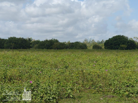 Imagem Fazenda à Venda, 890 m² em Rural Margem Do Rio Camará - Cachoeira Do Arari Imagem Fazenda à Venda, 890 m² em Rural Margem Do Rio Camará - Cachoeira Do Arari