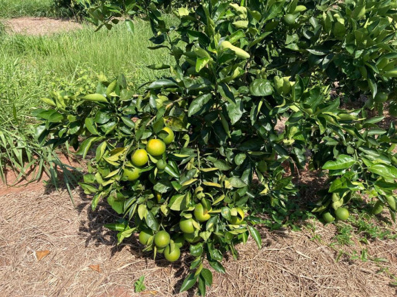 Imagem Fazenda à Venda, 121 m² em Rio Pardo - águas De Santa Bárbara