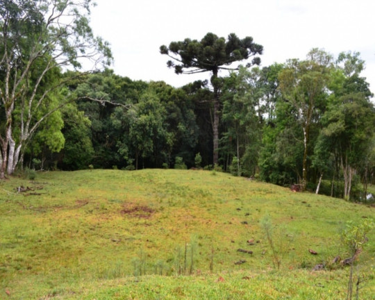 Imagem Imóvel à Venda,  em Linha Imperial - Nova Petrópolis