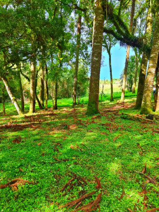 Imagem Chácara com 1 Quarto à Venda, 6.050 m² em Jardim Bela Vista - Balsa Nova Imagem Chácara com 1 Quarto à Venda, 6.050 m² em Jardim Bela Vista - Balsa Nova