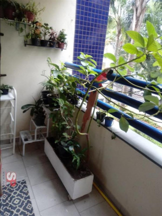 Imagem Apartamento com 3 Quartos à Venda, 85 m² em Vila Ipojuca - São Paulo
