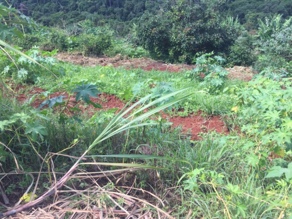 Imagem Chácara à Venda, 1 m² em Rural - Avaré Imagem Chácara à Venda, 1 m² em Rural - Avaré