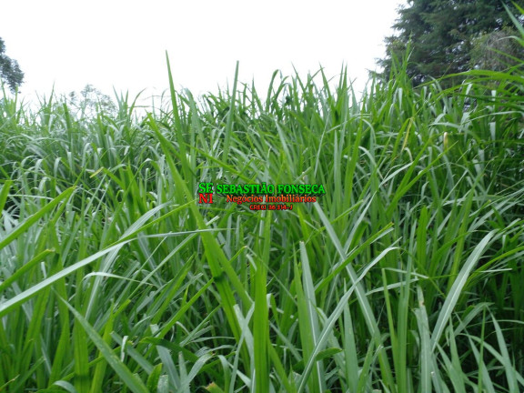 Imagem Chácara à Venda, 19 m² em área Rural De Aparecida - Aparecida Imagem Chácara à Venda, 19 m² em área Rural De Aparecida - Aparecida