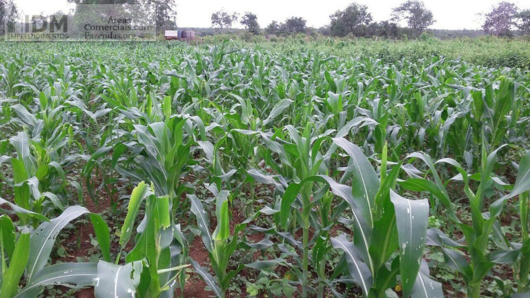 Imagem Chácara à Venda, 6.660.000 m² em Centro - Cristalândia Imagem Chácara à Venda, 6.660.000 m² em Centro - Cristalândia