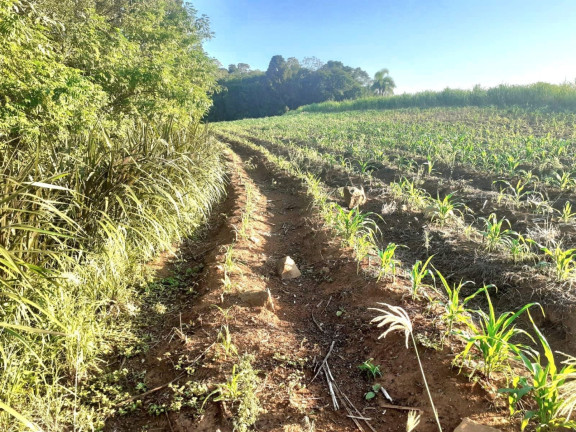 Imagem Chácara com 4 Quartos à Venda, 130.000 m² em Linha Santa Cruz - Santa Cruz Do Sul Imagem Chácara com 4 Quartos à Venda, 130.000 m² em Linha Santa Cruz - Santa Cruz Do Sul