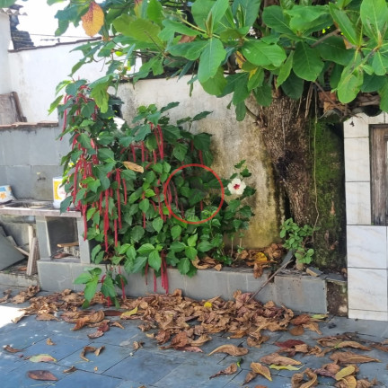 Imagem Casa com 5 Quartos à Venda, 250 m² em Boiçucanga - São Sebastião