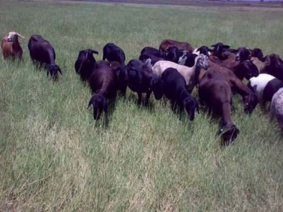 Fazenda à Venda, 200 m² em Zona Rural - Pilão Arcado