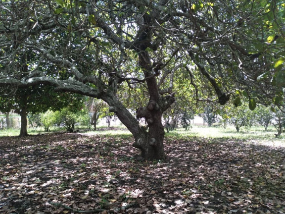 Imagem Terreno à Venda, 2.800 m² em Rural - Paudalho Imagem Terreno à Venda, 2.800 m² em Rural - Paudalho