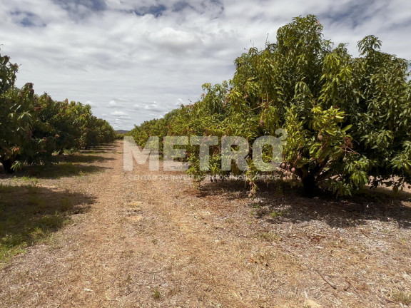 Imagem Fazenda à Venda, em área Rual - Petrolina Imagem Fazenda à Venda, em área Rual - Petrolina