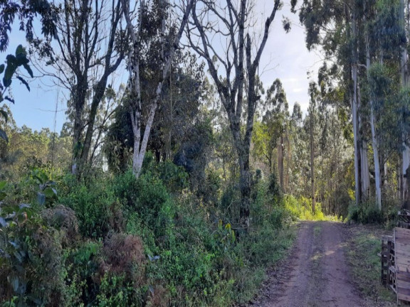 Imagem Terreno à Venda, 1 m² em Br 116 - Nova Petrópolis Imagem Terreno à Venda, 1 m² em Br 116 - Nova Petrópolis
