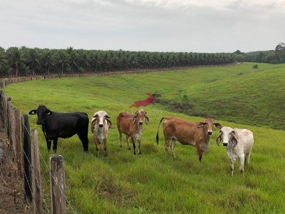 Imagem Fazenda à Venda, 600 m² em Caraíva - Porto Seguro Imagem Fazenda à Venda, 600 m² em Caraíva - Porto Seguro