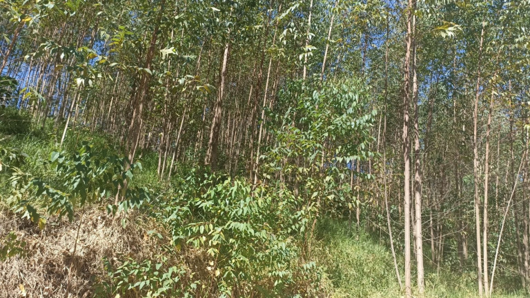 Imagem Chácara com 1 Quarto à Venda, 200 m² em Mirandão - Paraibuna Imagem Chácara com 1 Quarto à Venda, 200 m² em Mirandão - Paraibuna