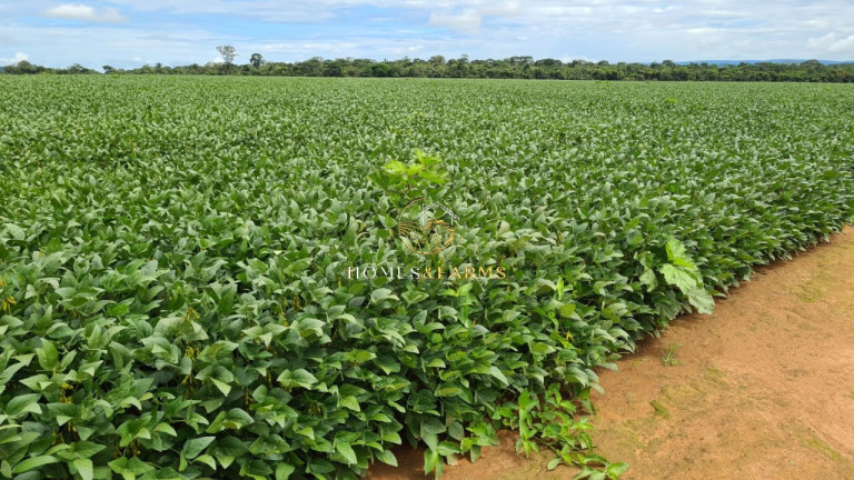 Imóvel com 3 Quartos à Venda, 43.000 m² em Zona Rural - Aurora Do Pará