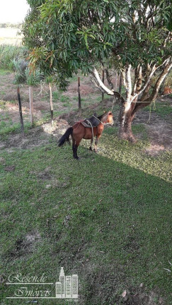 Imagem Fazenda à Venda, 890 m² em Rural Margem Do Rio Camará - Cachoeira Do Arari Imagem Fazenda à Venda, 890 m² em Rural Margem Do Rio Camará - Cachoeira Do Arari