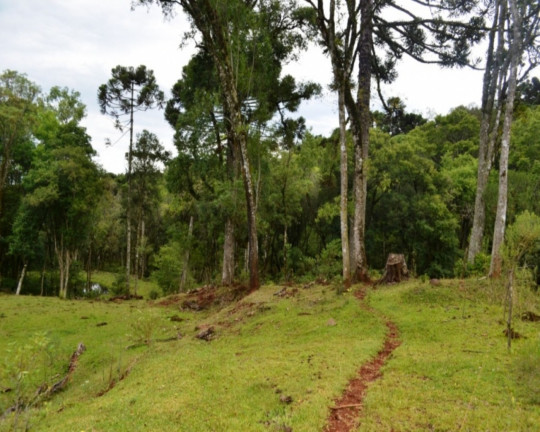 Imagem Imóvel à Venda,  em Linha Imperial - Nova Petrópolis