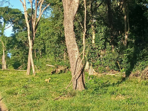 Imagem Chácara à Venda, 35 m² em Arapongas